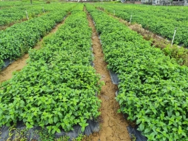 D:\微信\WeChat Files\wxid_uix585jp8m9k21\FileStorage\Temp\75cf7a1b4d0dc7cb6b4406a00d7c914.jpg